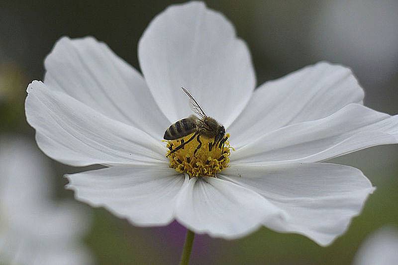 Ganadería, ganadería colombia, noticias ganaderas, noticias ganaderas colombia, CONtexto ganadero, propóleo, propóleo aves, antibióticos aves, propóleo antibiótico aves, antibióticos naturales para aves, aves, pollo, consumo de pollo, pollo en colombia, Liliana Lucía Betancourt López, 