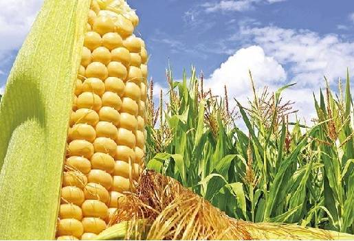 EEUU, Científicos de EEUU crean un maíz para potenciar la proteína, Waksman Institute of Microbiology,Joachim Messing, CONtexto ganadero, ganadería Colombia, Noticias ganaderas Colombia
