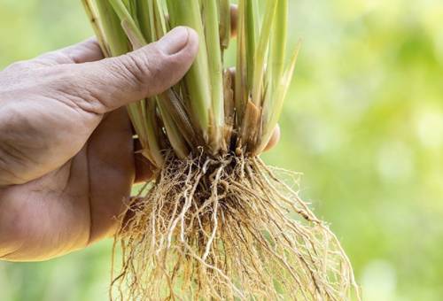 Propagación del vetiver