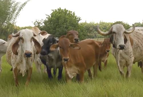 Genética, nutrición, salubridad, manejo, Puerto Boyacá, Gyr, Guzerat, explotación ganadera, Inseminación, toros, novillas, Brasil, leche, carne, trabajo, cebuinos, primigenia, cruzamientos, holstein, pardo suizo, jersey, Simmental, Embrapa, brahman, Ganadería, ganadería colombia, noticias ganaderas colombia, CONtexto ganadero