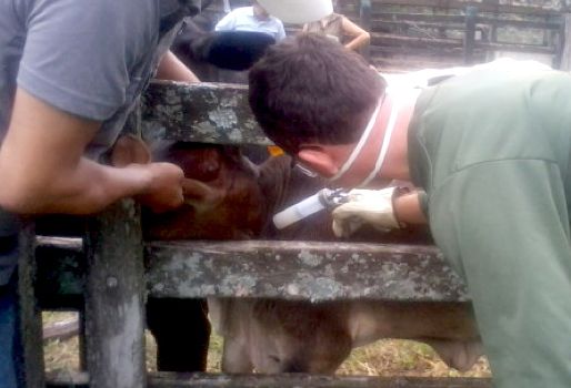 enfermedades bovinas 