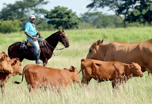 mayordomo de la finca, cualidades del mayordomo, empleado de la finca, mano derecha del ganadero, encargado de los animales, CONtexto ganadero
