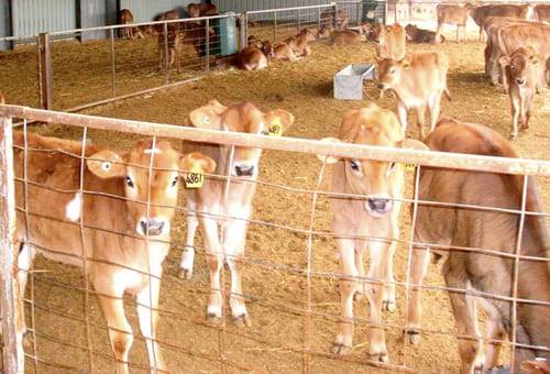 Conozca Qué Hacer Para Manejar Adecuadamente La Sanidad De Los Terneros ...