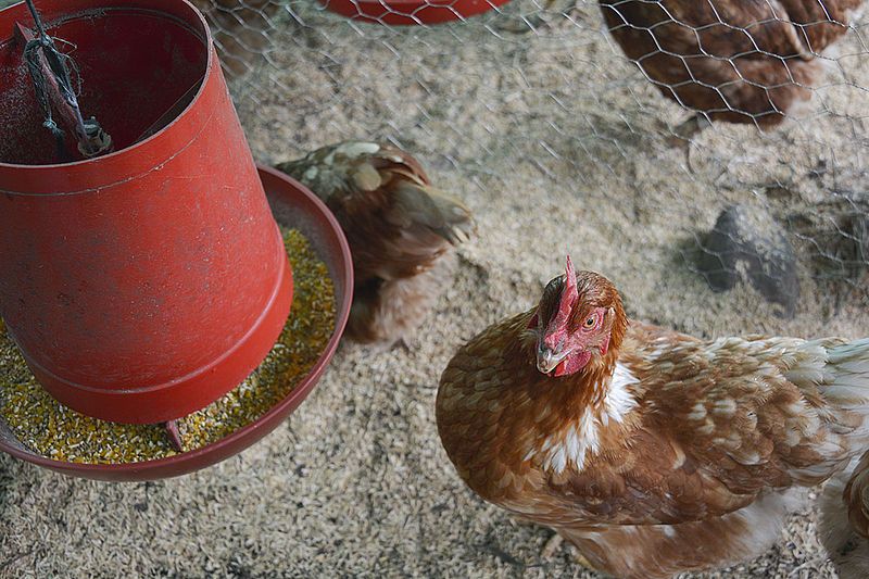 Ganadería, ganadería colombia, noticias ganaderas, noticias ganaderas colombia, CONtexto ganadero, pollos de engorde, alimentación para pollos de engorde, bacilos, oregano para pollos de engorde, aceite esencial de oregano para pollos, alimentación para pollos sin antibióticos, antibióticos para pollos, unal, agencia de noticias un, 