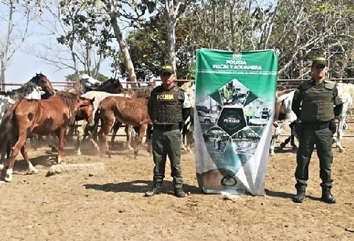 Colombia, Ministerio de Agricultura y Desarrollo Rural, Andrés Valencia Pinzón, Centro Integrado ICA, INVIMA y POLFA/DIAN, derrotar la ilegalidad en el país, decomisan equinos, Contexto ganadero, noticias ganaderas, vacas