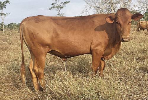 hartón del valle, Agrosavia, Corpovalle, regalías, Palmira, fortalecimiento, cadena productiva, raza criolla, Germoplasma, in vitro, Ganadería, ganadería colombia, noticias ganaderas colombia, CONtexto ganadero.