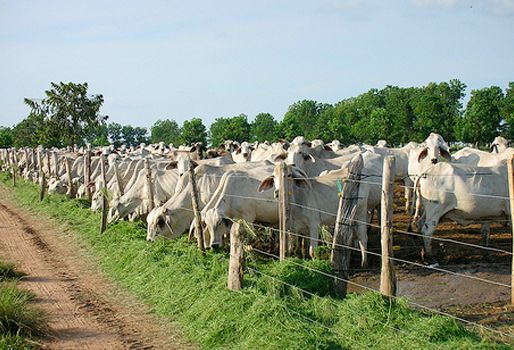 Hay más de 2 millones de cabezas de ganado en Córdoba, lo que representa un aumento del 3 % con respecto al año pasado. Foto: www.flickriver.com. Córdoba, Inventario bovino en Córdoba, Censo bovino en Córdoba, II Ciclo 2015 de vacunación, II Ciclo de vacunación 2015, Federación Ganadera de Córdoba, Ganacor, presidente de la Federación Ganadera de Córdoba Ganacor, Aumento de inventario bovino en Córdoba en 2016, Incremento de inventario bovino en Córdoba en 2016, población de búfalos en Córdoba, línea de retención de vientres, CONtexto ganadero, Ganaderos Colombia