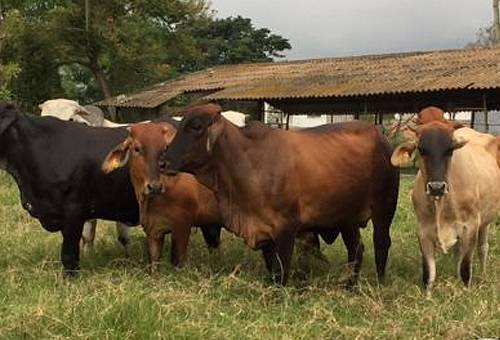 condición corporal, peso y producción en vacas