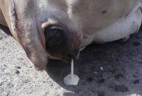  Piometra en vacas