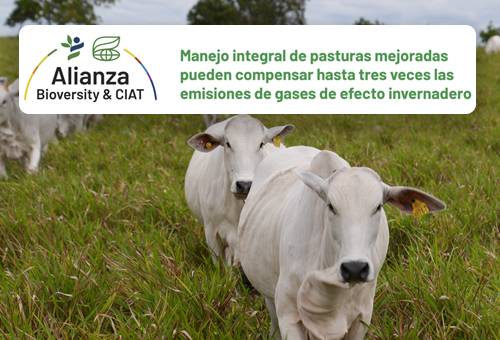 estudio de pasturas mejoradas en hacienda san jose