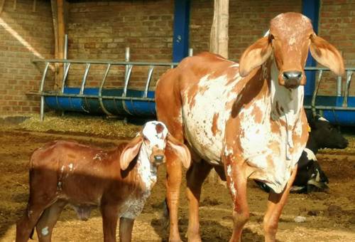 Gran Subasta Lechera Balde Lleno, remate de Gyr y Girolando, Suganorte, Valle del Cauca, Cartago, Subasta Balde Lleno Suganorte, razas lecheras de trópico bajo, Evagro Agropecuaria, Taurus genetics, producción leche, leche trópico bajo, Suganorte leche, Gyrolando Colombia, Hacienda La Judea, Agropecuaria La Esperanza HyJ, CONtexto ganadero, ganaderos colombia, noticias ganaderas colombia