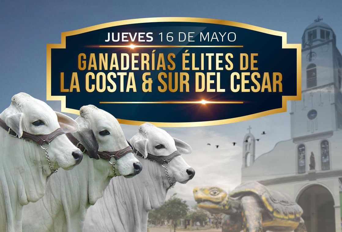 Ganadería, ganadería colombia, noticias ganaderas, noticias ganaderas colombia, CONtexto ganadero, Sugaberrio, Subasta de Ganaderías Élites de la Costa y el Sur del Cesar, Hacienda Jhal, Aguachica, omaira guisao benítez
