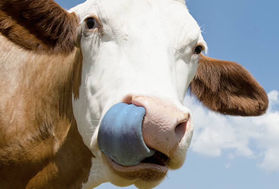 Lengua azul en bovinos, lengua azul en bovinos tratamiento, sintomas de lengua azul en bovinos, lengua azul vacas Colombia, como se transmite el virus de la lengua azul en bovinos