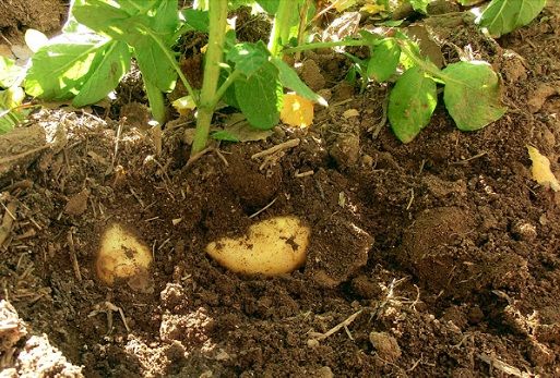 Fernando Bravo Almonacid, INGEBI, papa, papa transgénica, virus PVY, comercialización de una semilla de papa inmunecontexto ganadero, noticias agropecuarias, vacas, papa