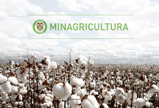 cultivo de algodón, precio mínimo de compra, ministerio de agricultura