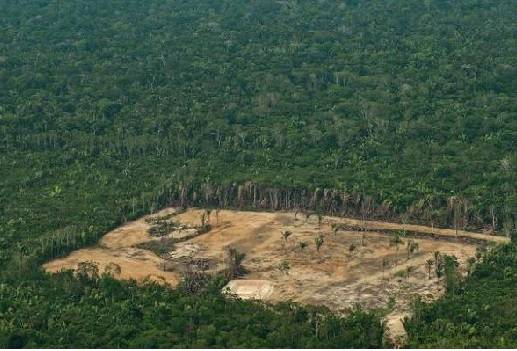 Brasil, deforestación, árbol de lapacho, maderas, comercio ilegal de maderas, Greenpeace Brasil, CONtexto ganadero, ganadería Colombia, Noticias ganaderas Colombia