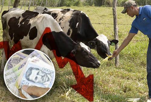 Menores ganancias para los productores, menores ganancias por bloqueos, Insumos para el sector ganadero, problemas en almacenes agropecuarios, problemas ganaderos por bloqueos, bloqueos movilización, insumos agropecuarios, insumos ganadería, bloqueos 2021, bloqueos paro nacional, ganado bovino, ganadería bovina, ganaderos, ganaderos colombia, ganado, vacas, vacas Colombia, bovinos, Ganadería, ganadería colombia, noticias ganaderas, noticias ganaderas colombia, CONtexto ganadero, contextoganadero