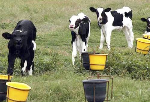 terneros sistema balde estaca alimentación nutrición manejo