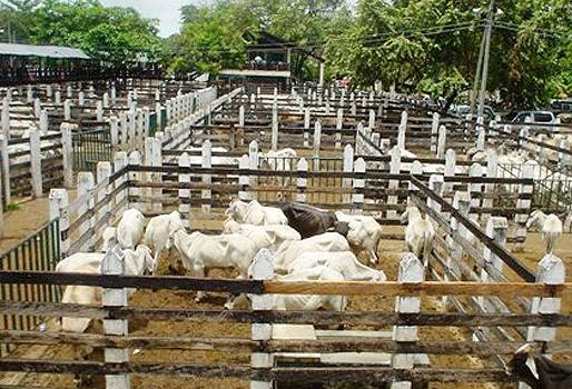 sanidad en el hato, nutrición bovina, mejoramiento genético bovino, integralidad en el hato, manejo animal, CONtexto ganadero