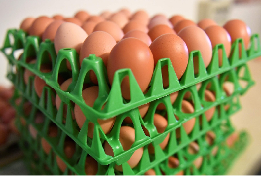 En las últimas semanas se detectaron huevos contaminados con fipronil en 17 países europeos, así como en Hong Kong. Foto: AFP. Huevos contaminados con fipronil, fipronil, Holanda, Italia, CONtexto ganadero, ganadería Colombia