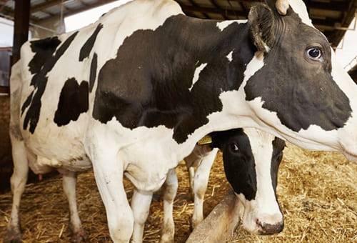 Ganadería, ganadería colombia, noticias ganaderas, noticias ganaderas colombia, CONtexto ganadero, metritis, impacto de la metritis, metritis bovina, impacto economómico de la metritis en las ganaderias, impacto de la metritis en la productividad, Productividad ganadera, fertilidad ganadera, impacto fertilidad bovina, tratamiento metritis, tratamiento enfermedades uterinas