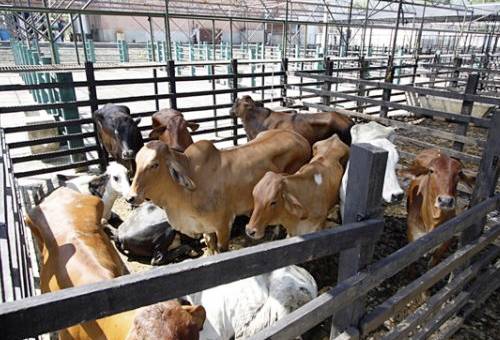 Estrategias nutricionales para recuperar la merma del ganado tras el transporte, Mermas de peso de los bovinos, mermas de peso de los bovino al sacrificio, La merma por “fracción excretoria” o “desbaste”, recuperación de la merma, coronavirus, coronavirus Colombia, COVID-19, cuarentena, Ganadería, ganadería colombia, noticias ganaderas, noticias ganaderas colombia, CONtexto ganadero