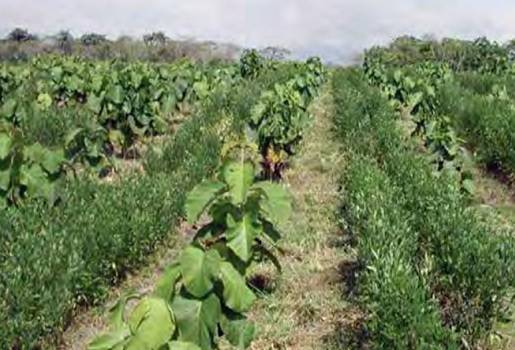 El sistema Taungya, pequeños productores, cultivar especies agrícolas anuales entre las líneas de las plantaciones, Cómo producir cultivos agrícolas en asociación con especies maderables de alto valor, Sistemas agroforestales, cultivo en colinas”, agricultura migratoria, Venezuela, sistemas Taungya en Venezuela, Fundación Danac (Desarrollo Agrícola Naranjal A.C.), desarrollo sostenible, Sistema Agroforestal Bosque Multiespecífico para el desarrollo y estudio de sistemas de producción agroforestales bajo el 