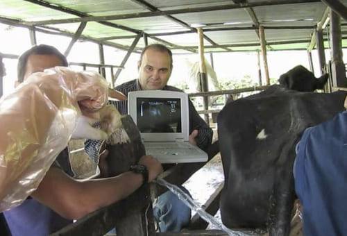 La ecografía en una ganadería bovina permite tener datos más precisos.