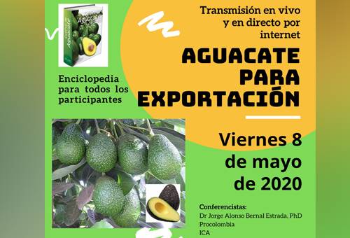 Ganadería, ganadería colombia, noticias ganaderas, noticias ganaderas colombia, CONtexto ganadero, aguacate hass, Seminario Aguacate de exportación, aguacate Hass, cultivo de aguacate, aguacate para exportación, aguacate Colombia exportación, cosecha de aguacate, cómo cultivar aguacate, capacitación virtual, producción de aguacate