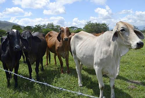 ganadería, ganadería colombia, noticias ganaderas, noticias ganaderas colombia, contexto ganadero, productores de la guajira, La guajira, ganaderos de la guajira, inseguridad la Guajira, abigeato en la guajira, carneo en la guajira, ley del abigeato, bandas de abigeato