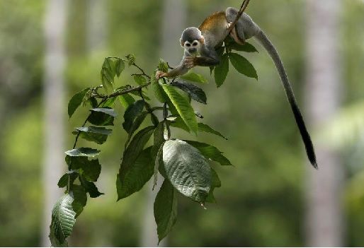 Cambio climático, riesgos del cambio climático, De la Amazonia a Madagascar, la biodiversidad en riesgo por el cambio climático, CONtexto ganadero, ganadería Colombia, Noticias ganaderas Colombia