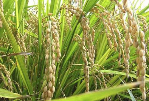 cascarilla de arroz en alimentación animal