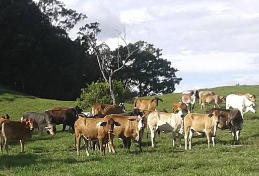 Ganaderos leche Caquetá 2018, leche en caquetá, producción de leche caquetá, ganadería caquetá, acopio de leche en caquetá, Precio leche Caquetá, Precio leche Caquetá 2018, Comité de Ganaderos del Caquetá, Comité de Ganaderos de San Vicente del Caguán, CONtexto ganadero, ganaderos colombia, noticias ganaderas colombia