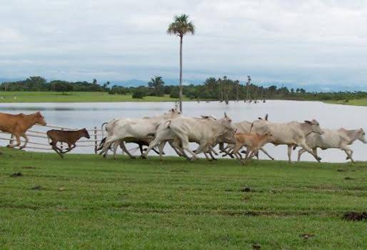 Aguazul, Casanare, inversión, recursos, proyectos, programas, ganadería, ganadero, Alcaldía municipal