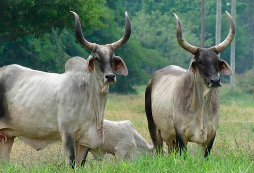 Guzerá, Colombia, Brasil, las alhajas del guzerá 2021, subastar 2021, rusticidad, resistencia, Verano, guzerá Colombia, guzerá Córdoba, doble propósito, adaptable en verano, capacidad ruminal, buena fertilidad, ganado bovino, ganadería bovina, carne, leche, ganaderos, ganaderos colombia, ganado, vacas, vacas Colombia, bovinos, Ganadería, ganadería colombia, noticias ganaderas, noticias ganaderas colombia, CONtexto ganadero, contextoganadero