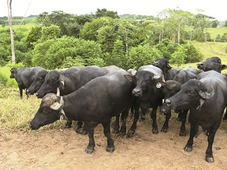 Mundial de búfalos. 