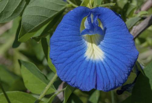 Heno de clitoria en ganadería, Clitoria ternatea, beneficios clitoria ternatea, beneficios para el ganado clitoria ternatea, nombre común clitoria ternatea, campanilla, zapatico, campanilla azul, campanilla morada, proteína clitoria ternatea, proteína clitoria ganado, clitoria ternatea colombia, clitoria ternatea cultivo, ganado bovino, ganadería bovina, carne, leche, ganaderos, ganaderos colombia, ganado, vacas, vacas Colombia, bovinos, Ganadería, ganadería colombia, noticias ganaderas, noticias ganaderas 