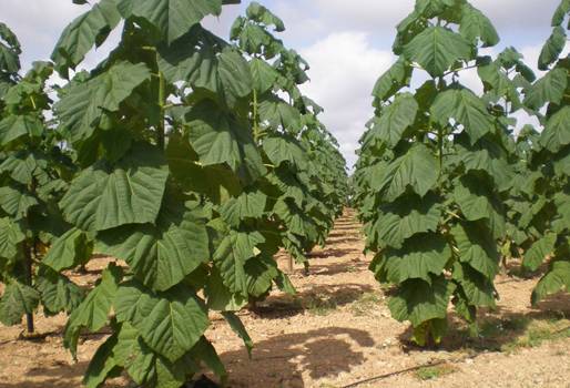 Pajarera Al Aire Libre, Material De Paulownia No Es Fácil De