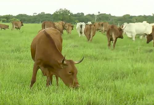 Granja Campoalegre, Puerto Rico, Meta, cría, Ganadería regenerativa, permacultura, patrones, ecosistemas naturales, modelos ecológicos, Alimentos, sostenibilidad, naturaleza, rentabilidad, suelo, Agua, aire, calidad de vida, erosión, subsuelo, permeabilidad, clima, Manejo holístico, Ganadería, ganadería colombia, noticias ganaderas colombia, CONtexto ganadero