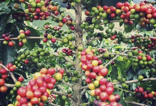 Café especial de Toledo y Labateca, regiones del Norte de Santander, hoya geográfica, regiones montañosas y de paramo, condiciones de frío, café especial, café excelso o de exportación, promoción internacional, CONtexto ganadero, noticias de ganadería colombiana.