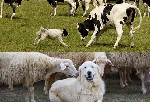 perros en ganadería