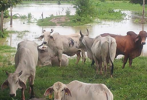 afectaciones invierno sector ganadero, Lluvias en Arauca, afectaciones por lluvias, potreros encharcados, sabanas inundables, Ganaderos de Arauca, CONtexto ganadero