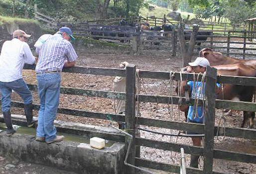 Boyacá, Córdoba, Tolima, ganaderos salen adelante sin ayuda del Gobierno, falta de ayuda del Gobierno al sector agropecuario, Descontento generalizado contra el Gobierno, falta de atención del Estado para ganaderos, CONtexto ganadero, ganaderos Colombia