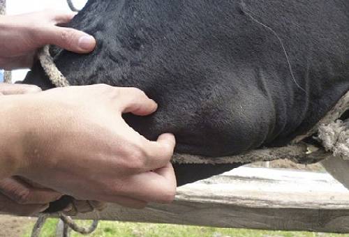 Tumor maligno en bovinos