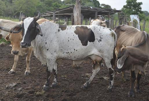  Abigeato en la Guajira, acción de autoridades, flagelo, incertidumbre en ganaderos, resta dinamismo a la actividad, cadena delincuencial, CONtexto Ganadero, noticias de ganadería colombiana. 