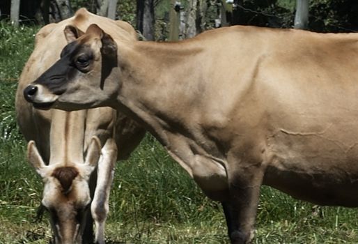 Asista al remate de 40 lotes de ganado jersey, pardo suizo y altos cruces lecheros. Foto: Fondo Nacional del Ganado, FNG. Raza Jersey en Colombia