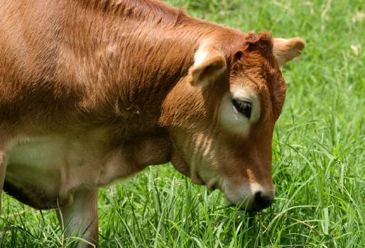 Indicador MUN ganadería