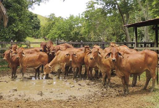 Ganadería, ganadería colombia, gaandería colombiana, CONtexto ganadero, noticias ganaderas, noticias ganaderas colombia, errores reproductivos, reproducción vaca, vaca, destete vaca, reproductividad vaca, nutrición vaca, condiciones ambientales, Genética, ganaderos, ganaderos colombia