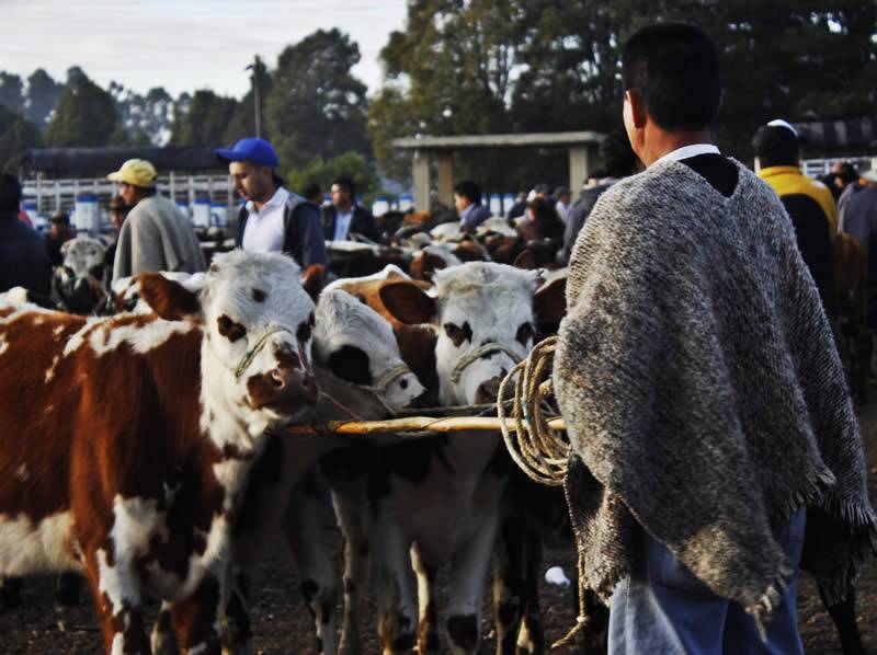 ganadería, ganadería colombia, noticias ganaderas, noticias ganaderas colombia, contexto ganadero, plaza de ferias, ferias de ganado, plaza de ferias de zipaquirá, zipaquirá, venta de ganado en plazas de ferias, 