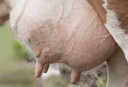 ganadería, ganadería colombia, noticias ganaderas, noticias ganaderas colombia, contexto ganadero, ganadería, dermatitis, dermatitis en bovinos, demartitis en vacas, dermatitis en la ubre de la vaca, ubre de la vaca, piel de la ubre de la vaca, sensibilidad piel ubre de vaca, etiologia de la dermatitis en la ubre, lesiones dermatitis ubre, signos clinicos deramtitis de la ubre 